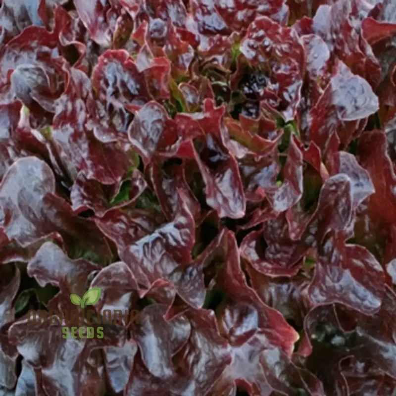 Lettuce - Navara (Split Pills) Vegetable Seeds for Planting, High-Quality Lettuce Navara Seeds, Easy to Grow for Your Vegetable Garden
