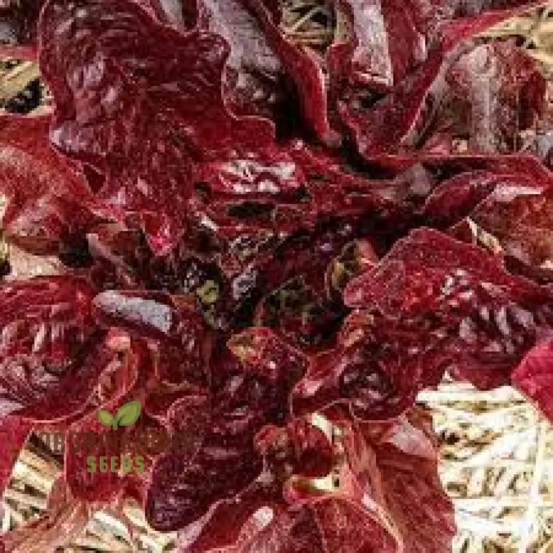 Lettuce - Navara (Split Pills) Vegetable Seeds for Planting, High-Quality Lettuce Navara Seeds, Easy to Grow for Your Vegetable Garden