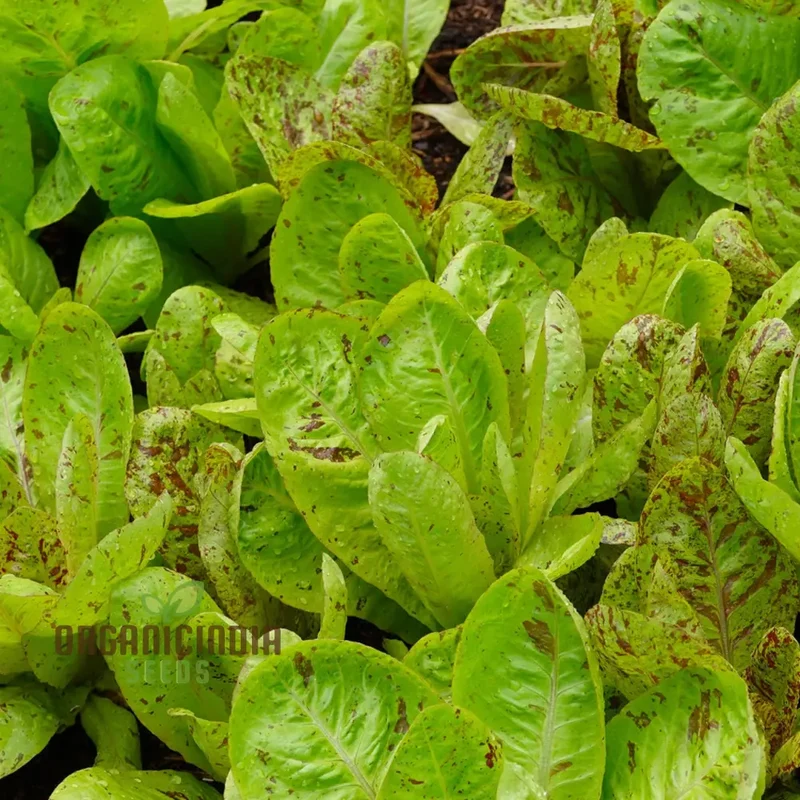 Lettuce Freckles Vegetable Seeds for Planting, Perfect for Home Gardening and Vegetable Seeds, High-Yield, Easy-to-Grow Lettuce Seeds