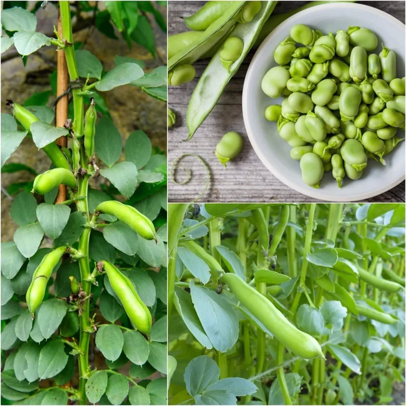 Broad Bean Seeds 'Crimson' for Planting- Ideal for Gardening, Planting, and Growing Your Own Broad Beans