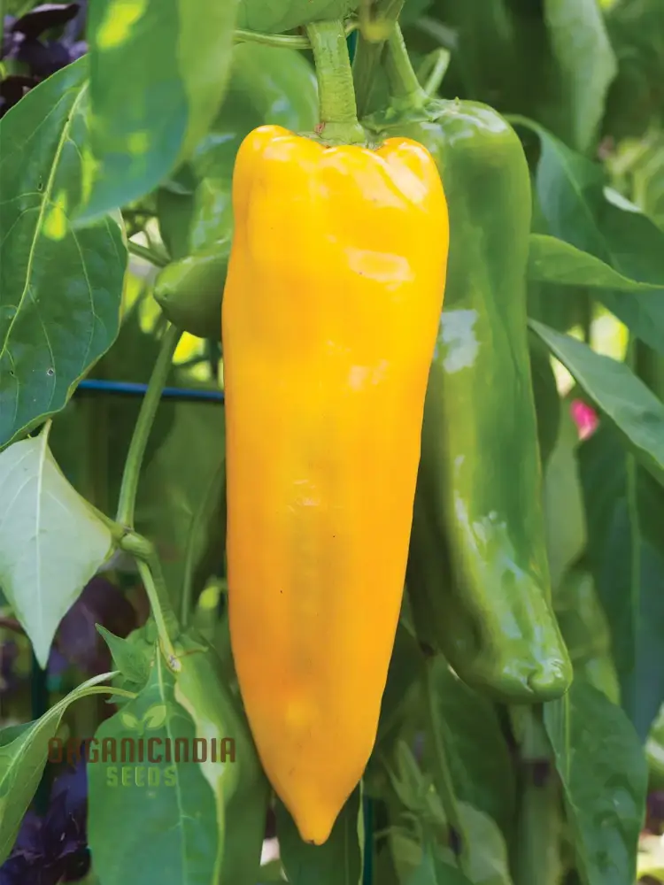 Sweet Pepper - F1 Ringo Vegetable Seeds for Planting, Premium Quality Seeds for Home Garden, Perfect for Growing