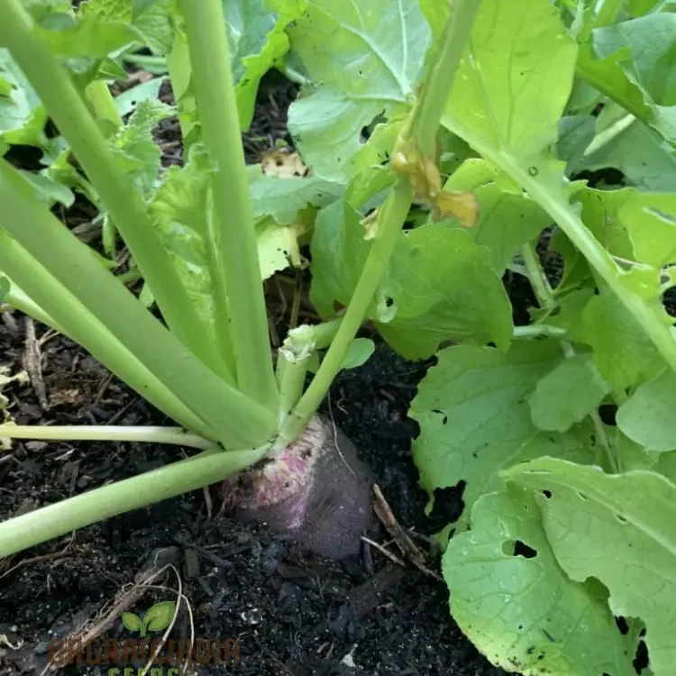 Radish - Black Spanish Long Vegetable Seeds for Planting, Unique Long-Rooted Radishes for Your Vegetable Garden, High Yield & Easy to Grow