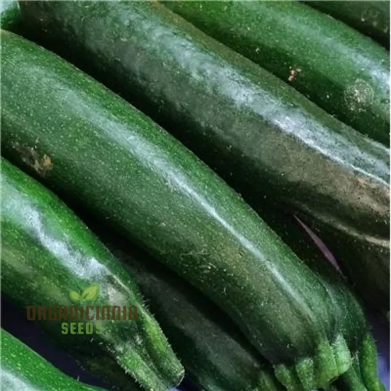 Courgette - F1 Precioza Vegetable Seeds for Planting, High-Quality Vegetable Gardens, Home Growing Perfect for Home Gardens