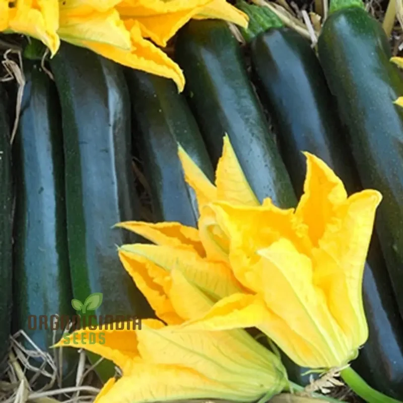 Courgette F1 Darko Vegetable Seeds for Planting, Grow High-Yield, Delicious Courgettes in Your Garden, Ideal for Home Gardens