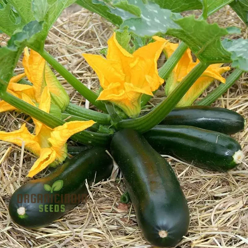 Courgette F1 Darko Vegetable Seeds for Planting, Grow High-Yield, Delicious Courgettes in Your Garden, Ideal for Home Gardens