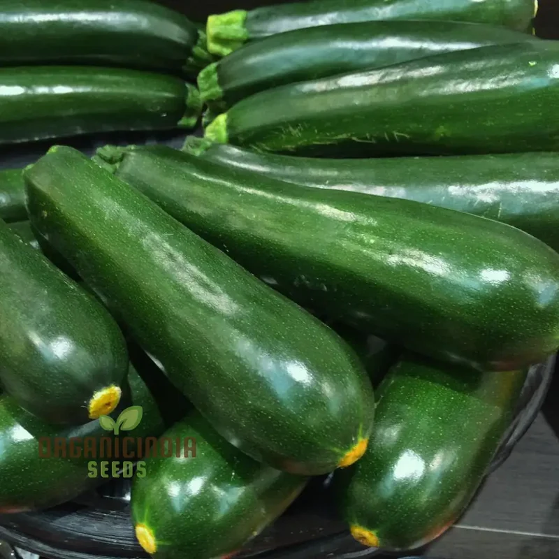 Courgette F1 Darko Vegetable Seeds for Planting, Grow High-Yield, Delicious Courgettes in Your Garden, Ideal for Home Gardens