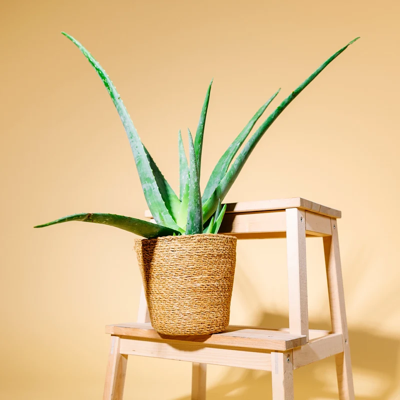 Aloe vera