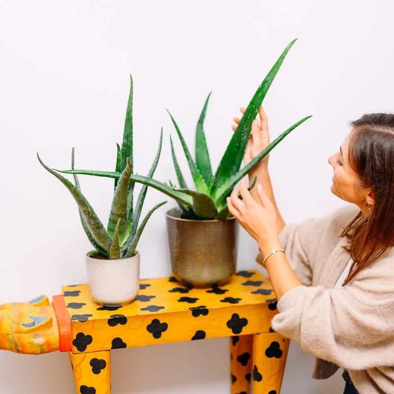 Aloe vera