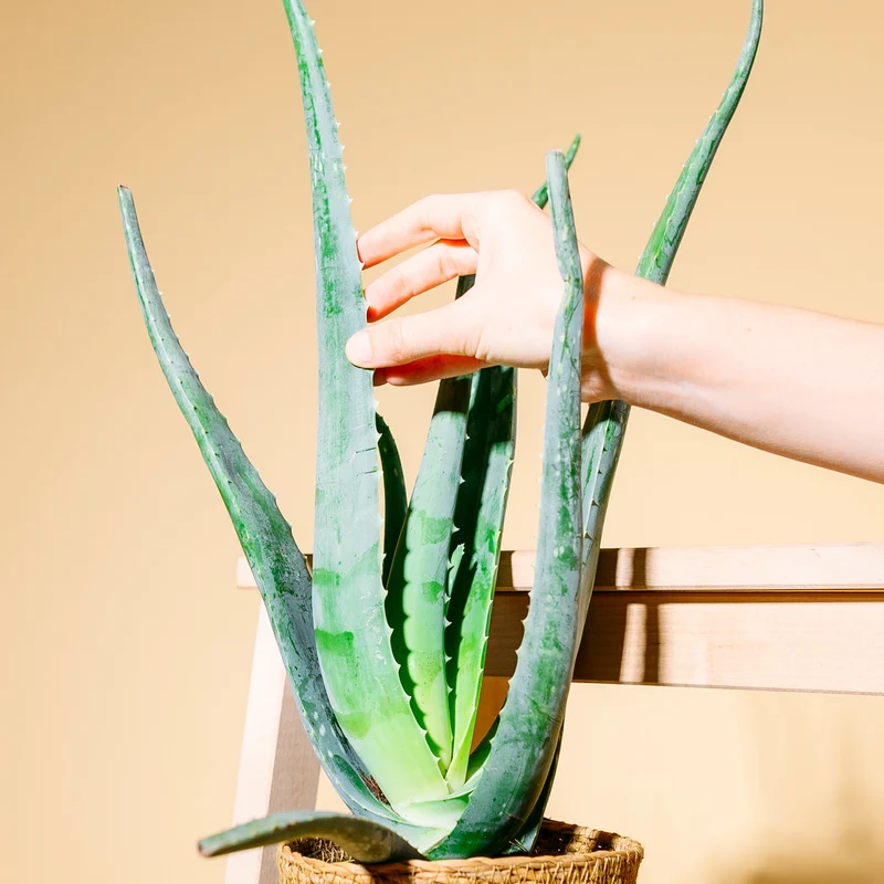 Aloe vera