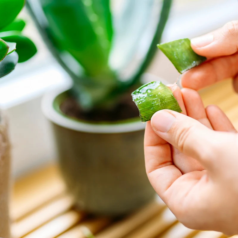 Aloe vera