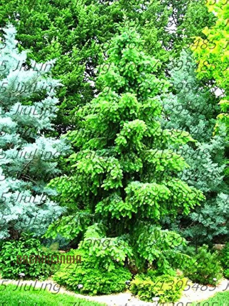 Blue Red Abete Rosso Picea Tree Seeds for Planting - 100 pcs