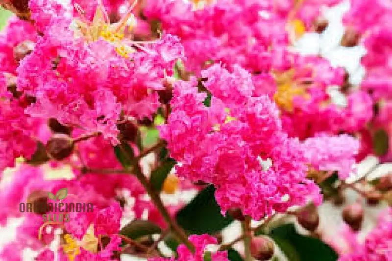 Red Flowering Bonsai Seeds in Crack Vase (100 pcs)