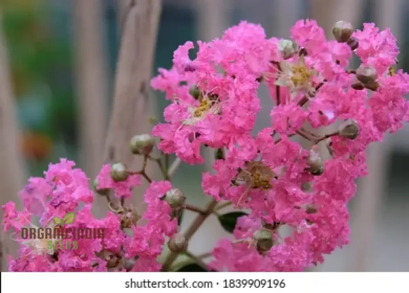 Red Flowering Bonsai Seeds in Crack Vase (100 pcs)