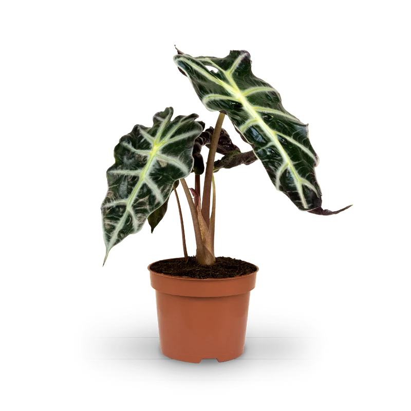 Alocasia 'Polly'