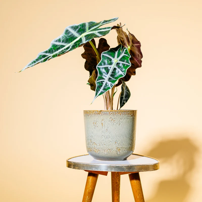Alocasia 'Polly'
