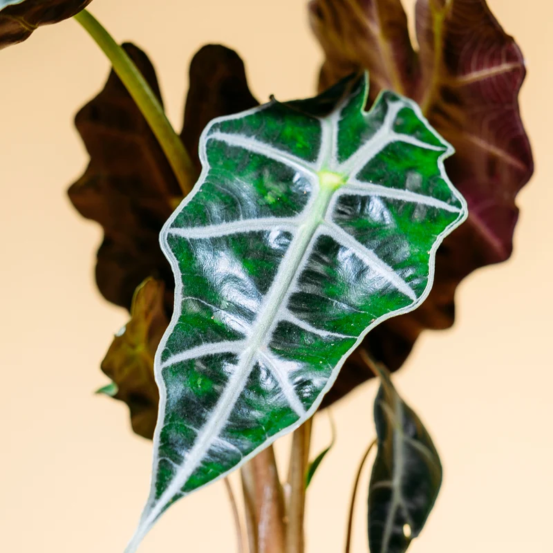 Alocasia 'Polly'