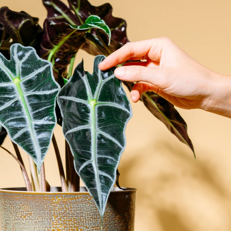 Alocasia 'Polly'