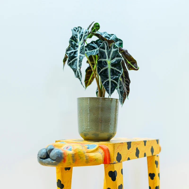 Alocasia 'Polly'
