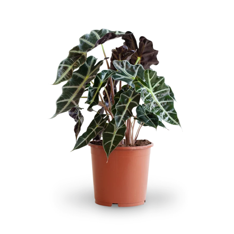Alocasia 'Polly'