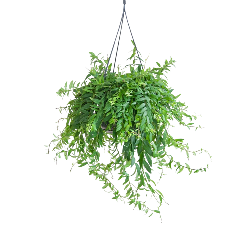 Schamblume