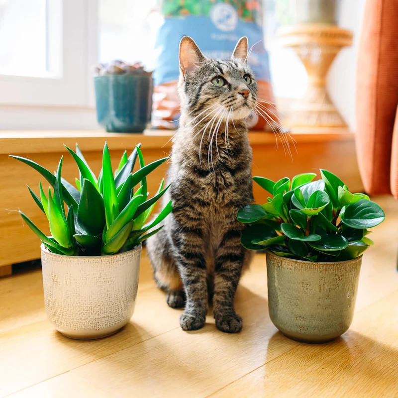 Katzenfreundliche Sukkulenten (4er Set)