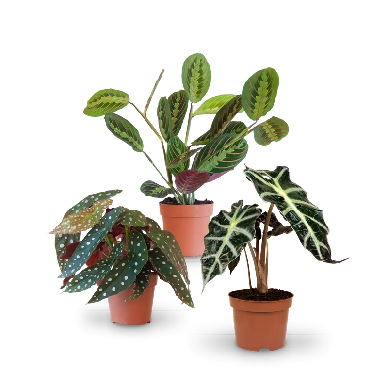 Blattschmuck-Zimmerpflanzen (3er Set)