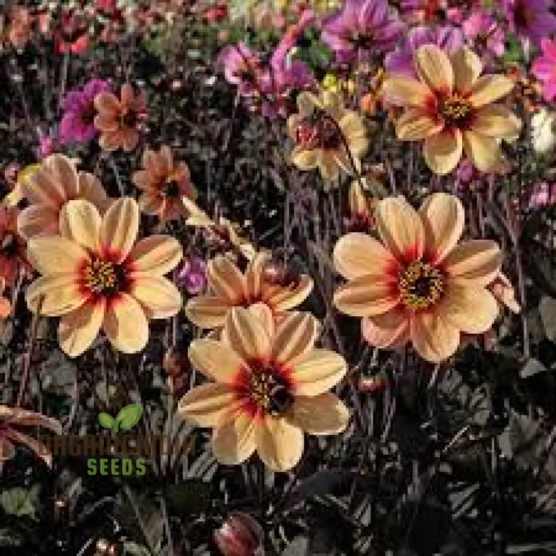 Dahlia Happy Single Kiss 3lt Potted Plant for Stunning Garden Display - Perfect for Gardening Enthusiasts and Seed Collectors