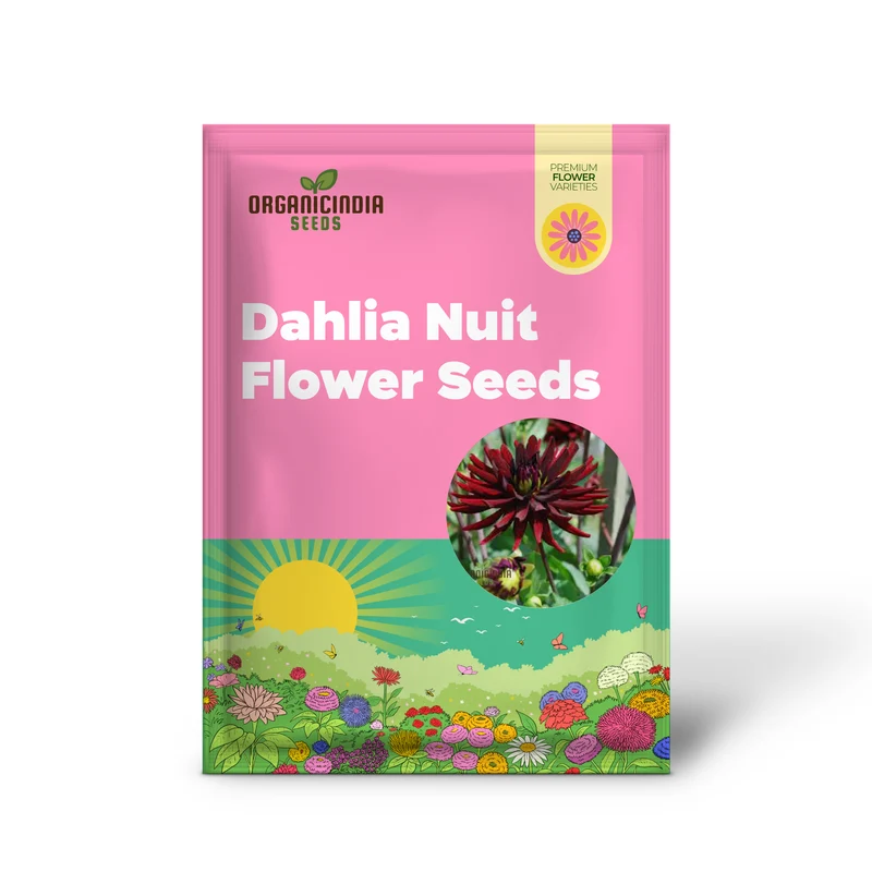 Dahlia Nuit d'Ete 3lt Potted Plant - Premium Quality for Gardening Enthusiasts - Ideal for Seeds and Garden Beautification