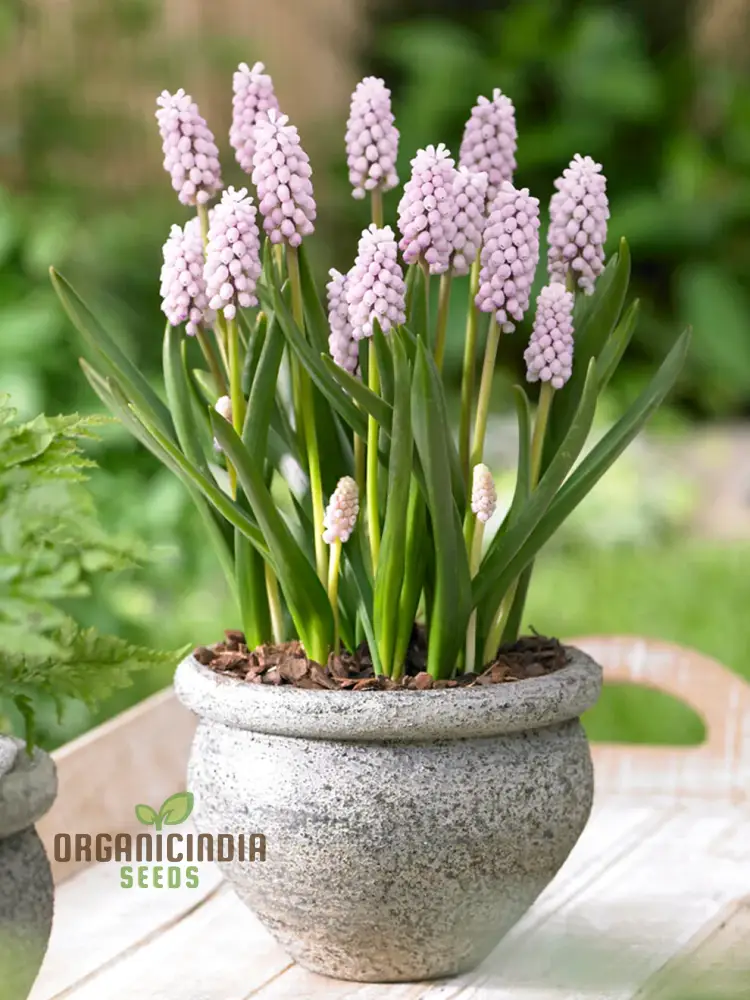 Muscari Pink Sunrise Seeds – Soft Pink Spring Flowers