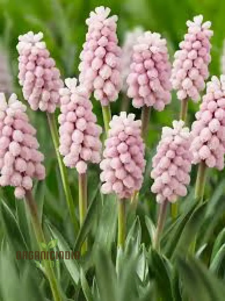 Muscari Pink Sunrise Seeds – Soft Pink Spring Flowers