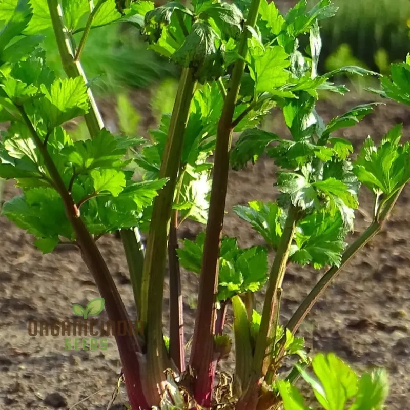Red Soup Celery Seeds for Planting – Flavorful, Nutrient-Rich Variety for Soups & Stews
