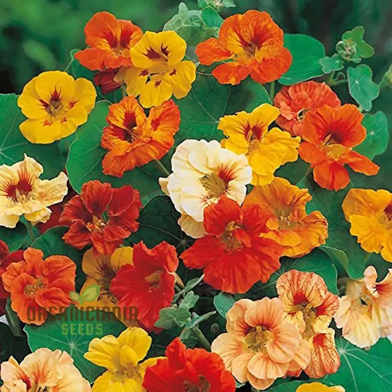 Alaska Mix Seeds - Premium Gardening Seeds for Your Garden
