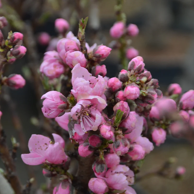 Zwerg-Nektarine 'Nectapersica'