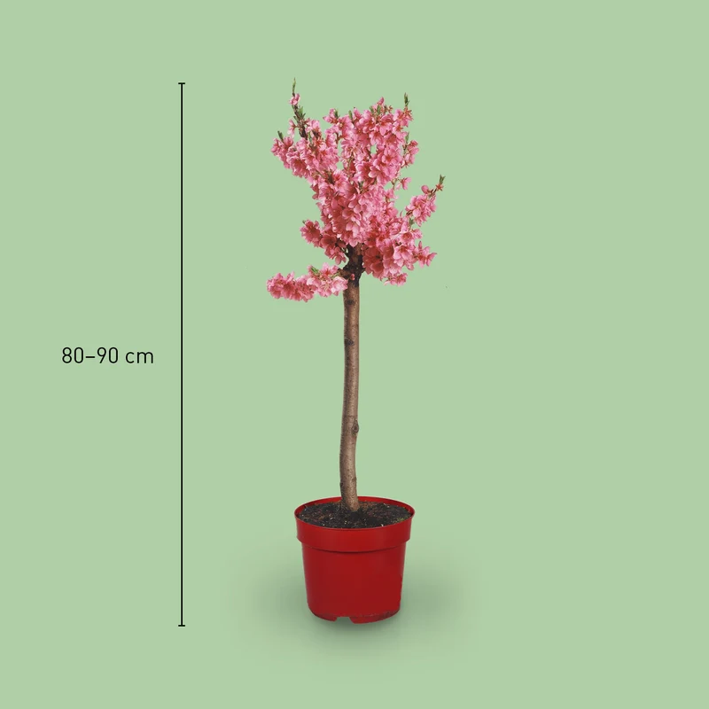 Zwerg-Nektarine 'Nectapersica'