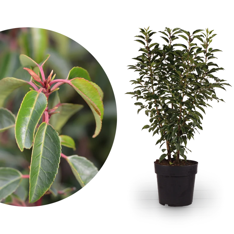 Portugiesische Lorbeerkirsche 'Angustifolia'