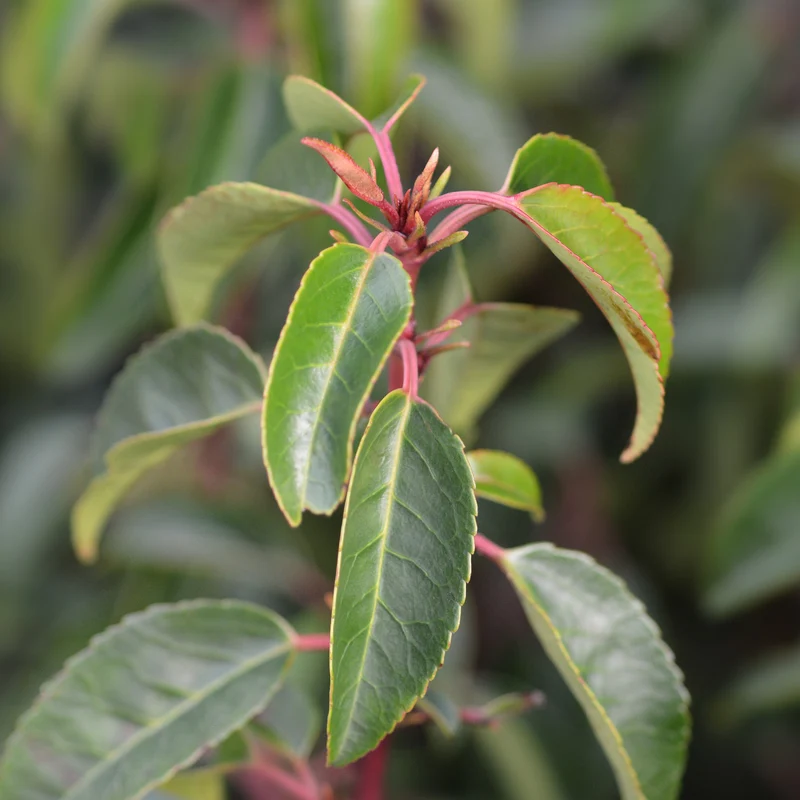Portugiesische Lorbeerkirsche 'Angustifolia'