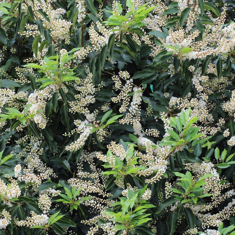 Portugiesische Lorbeerkirsche 'Angustifolia'