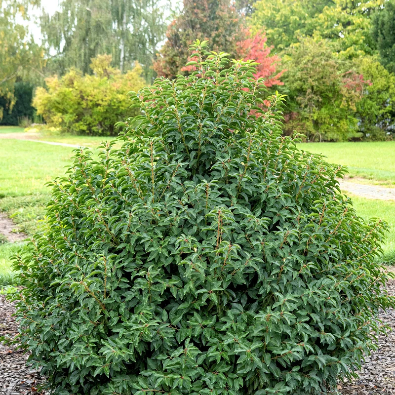Portugiesische Lorbeerkirsche 'Angustifolia'