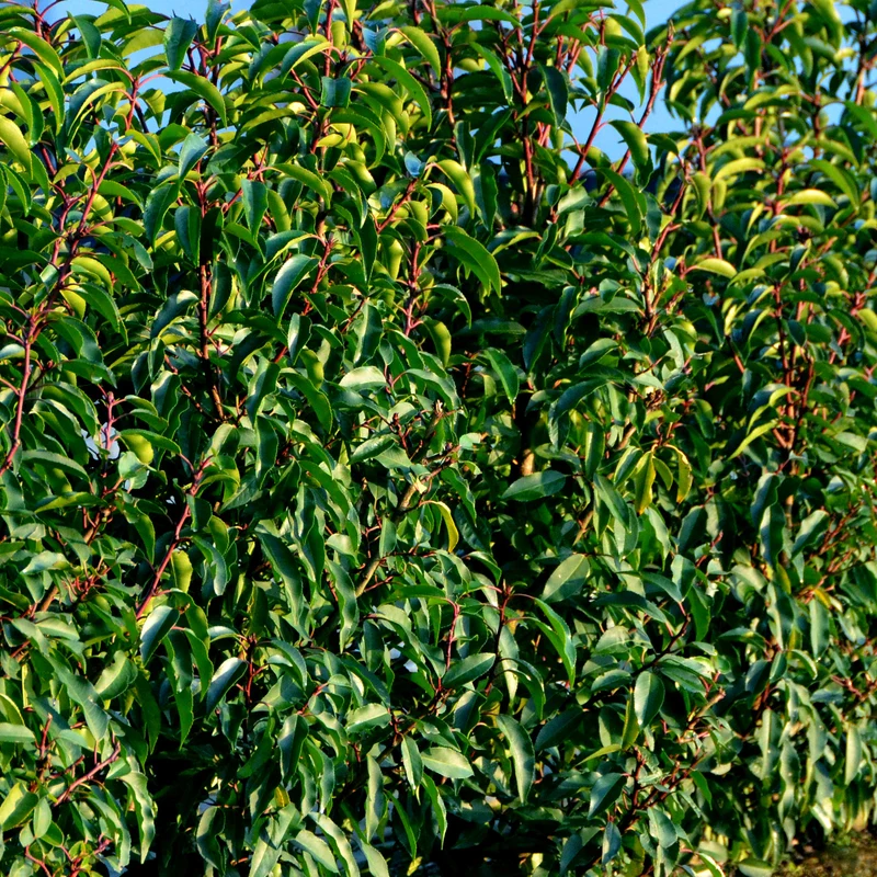 Portugiesische Lorbeerkirsche 'Angustifolia'