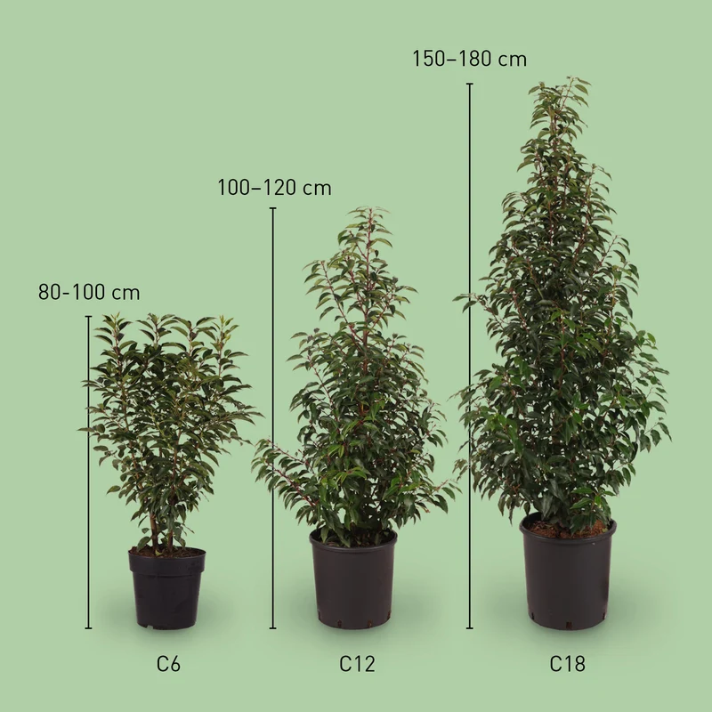 Portugiesische Lorbeerkirsche 'Angustifolia'