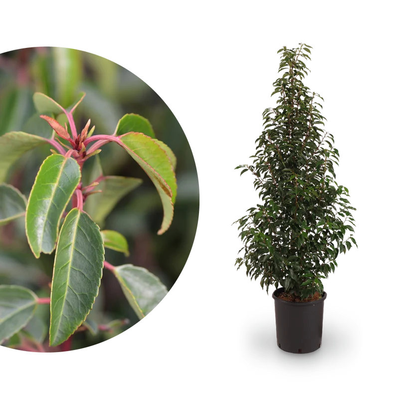 Portugiesische Lorbeerkirsche 'Angustifolia'