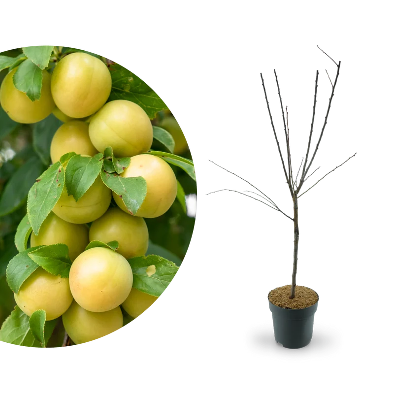 Bio-Zwergmirabelle 'Mirabello'