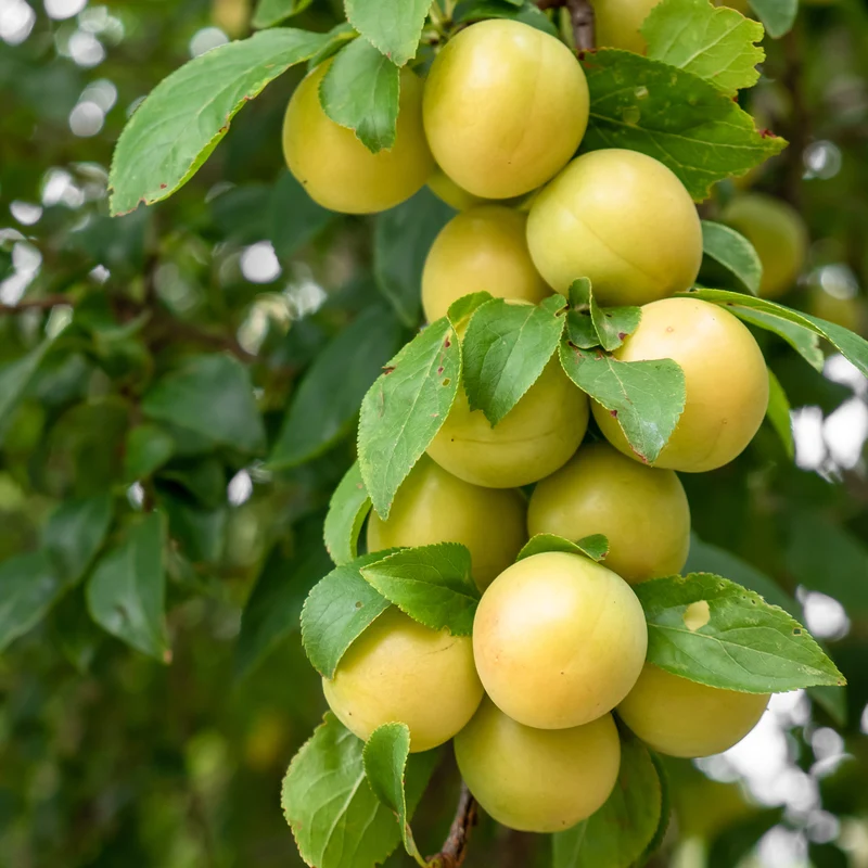 Bio-Zwergmirabelle 'Mirabello'