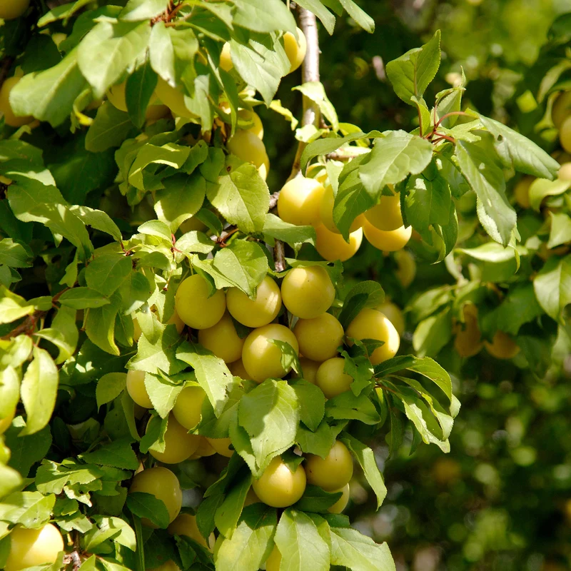 Bio-Zwergmirabelle 'Mirabello'