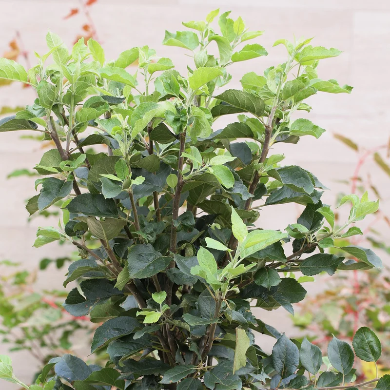 Bio-Zwergmirabelle 'Mirabello'
