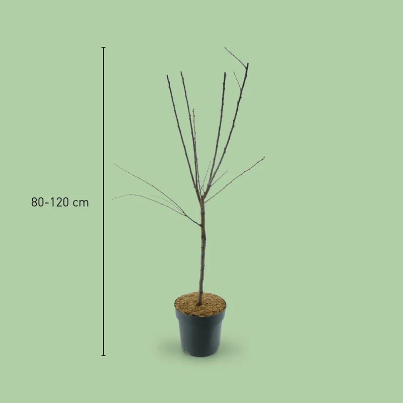 Bio-Zwergmirabelle 'Mirabello'