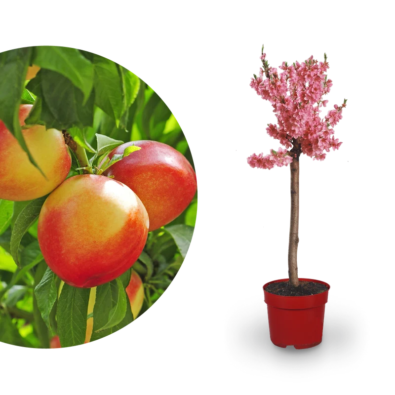 Bio-Zwerg-Nektarine 'Nectarella'