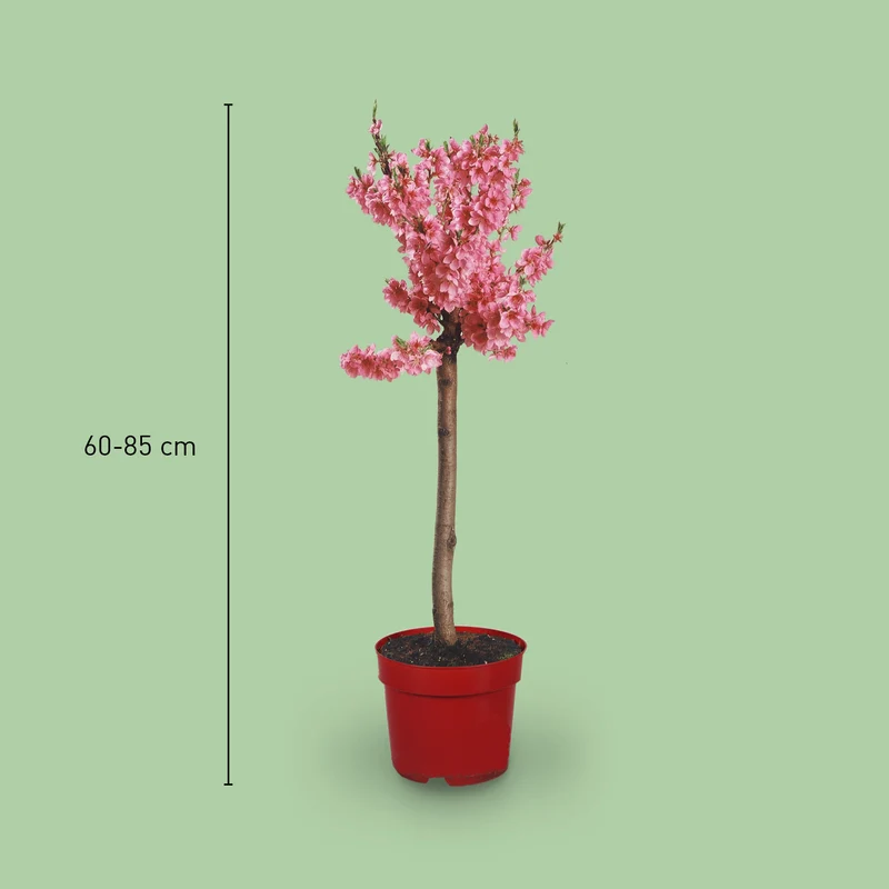 Bio-Zwerg-Nektarine 'Nectarella'