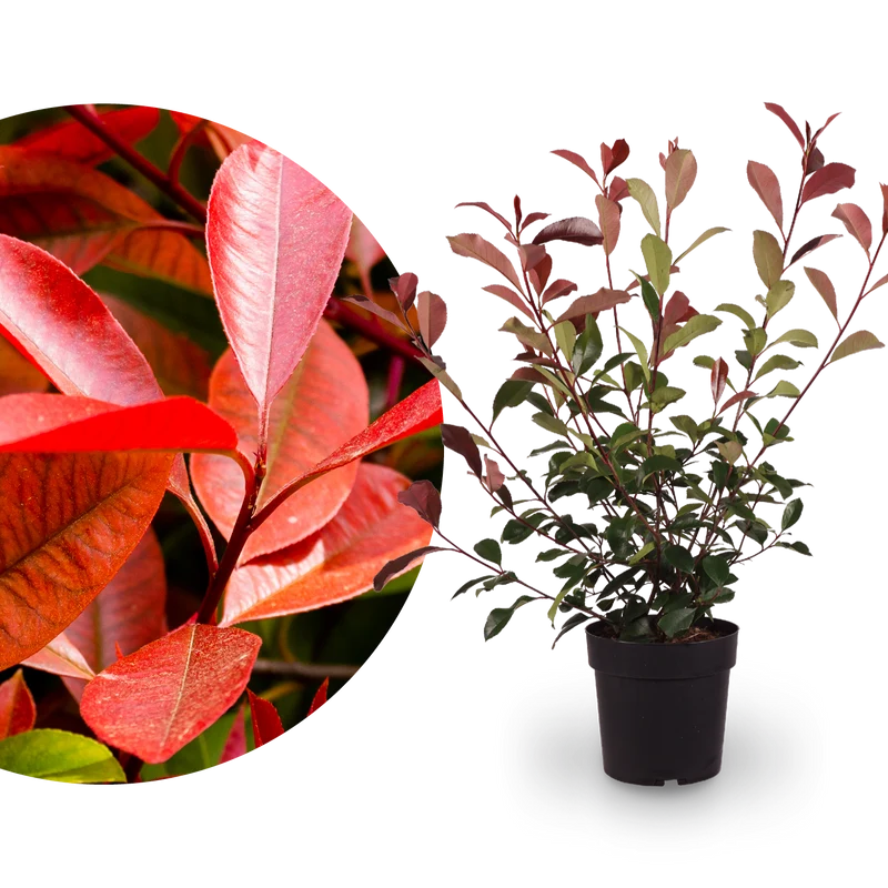 Glanzmispel 'Red Robin'