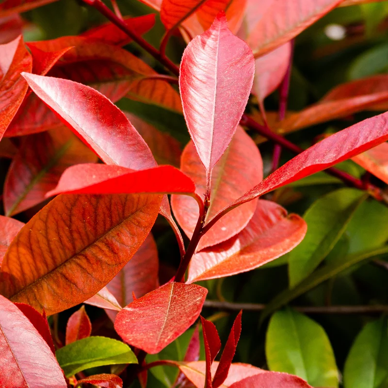 Glanzmispel 'Red Robin'